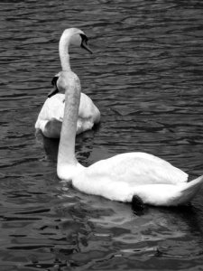 SWANS