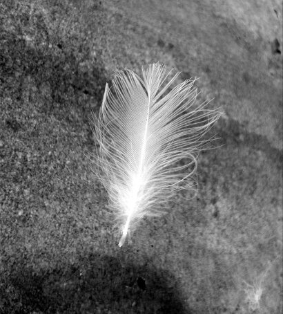 feather