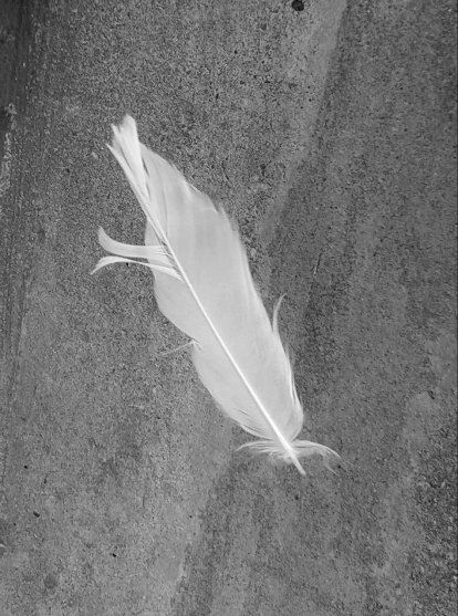 feather3